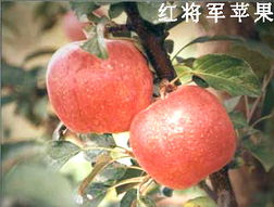 綠色健康，品質之選——泰安市國富苗木種植經銷合作社農副產品展示