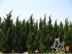 天長市榮沁苗木種植專業合作社 龍柏H300-450 & P200-300規格苗木大量供應，誠邀合作